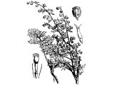 Wormwood (Artemisia absinthium), Heb. L`aNaH. Deut.29.18, Prov.5.4, Rev.8.11